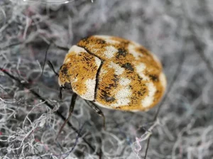Understanding Carpet Beetles