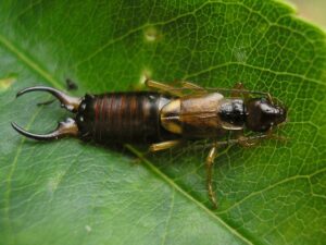 How To Get Rid Of Earwigs In Tulsa, OK
