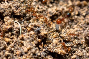 Top 5 Common Pests in San Antonio and How to Prevent Them
