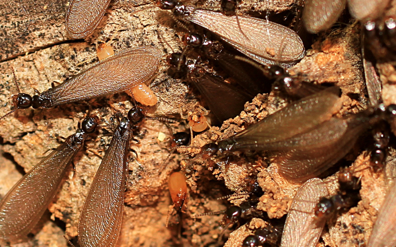 termite swarmers, signs of termites, termite wings