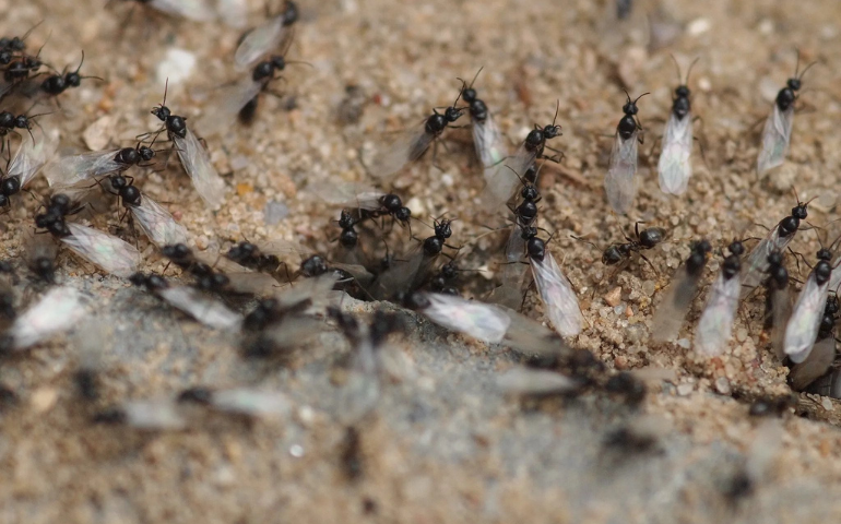 flying ants