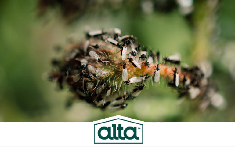 flying ants, ant control in Virginia Beach